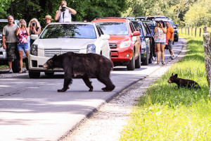 Great Smoky Mountains Cades Cove with bears