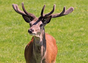 Deer Danger in Gatlinburg