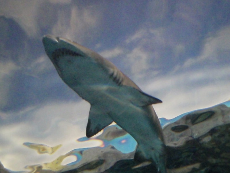 Shark In The Ripley's Aquarium of the Smokies Underwater Tunnel