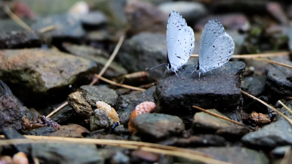 grey butterfly on grey and brown stones