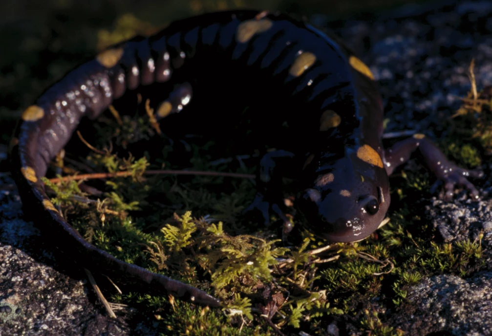 Smoky Mountain Salamanders: The Coolest Critters You Didn’t Know Existed 1 Smoky Mountain salamanders, Great Smoky Mountains wildlife, salamander species Smokies, Gatlinburg nature guide, salamander conservation, beginner salamander spotting