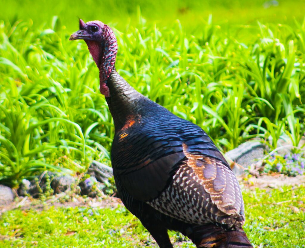 where to see wild turkeys Smoky Mountains, Eastern wild turkey facts, Great Smoky Mountains wildlife, Gatlinburg nature guide, wild turkey conservation, Smoky Mountains hiking