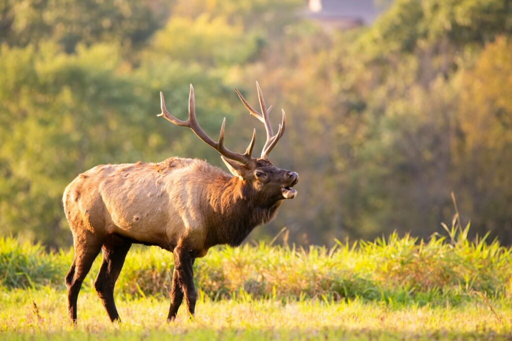Elk in the Smokies, Great Smoky Mountains elk, Gatlinburg wildlife, elk viewing Cataloochee, Smoky Mountains conservation