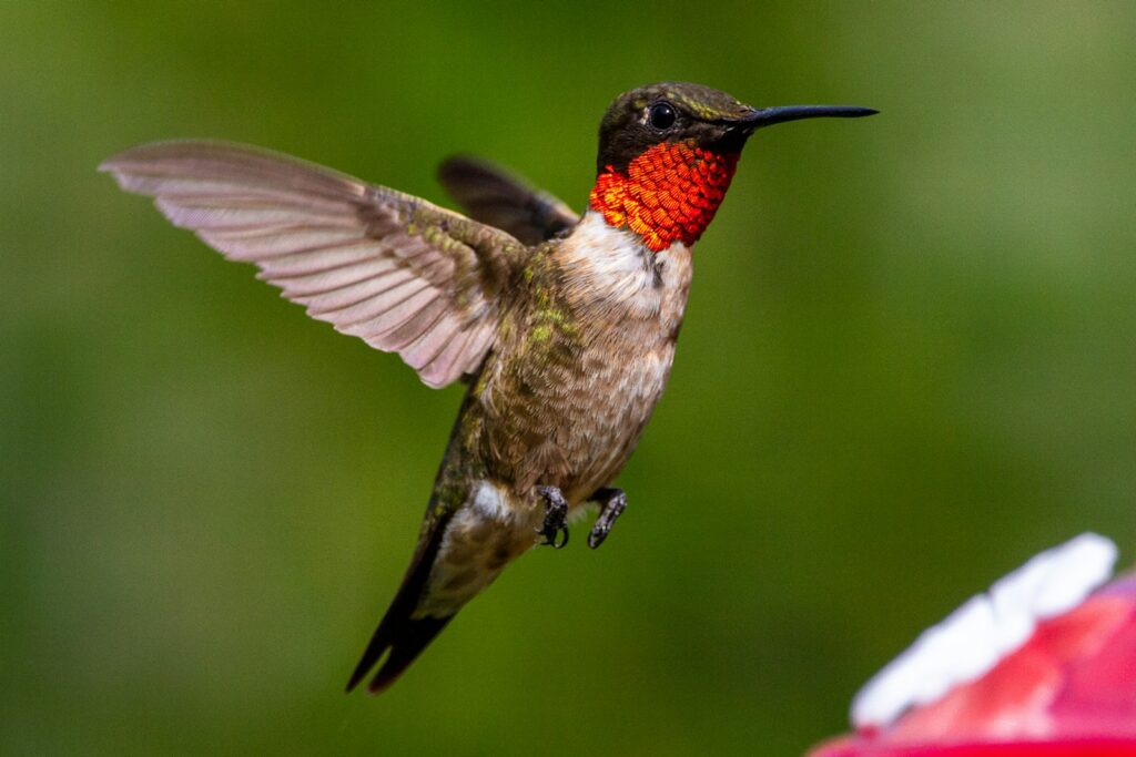 hummingbirds of the Smokies, Great Smoky Mountains birding, Ruby-throated hummingbird, Gatlinburg wildlife guide, hummingbird spotting tips, Smokies conservation