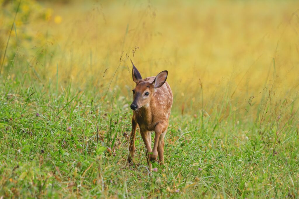 Cades Cove wildlife, Smoky Mountains wildlife 2025, Gatlinburg wildlife viewing, black bears Cades Cove, best time to visit Cades Cove