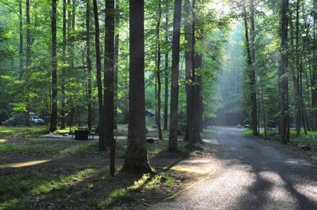 Elkmont Campground Light Coming thru the trees.