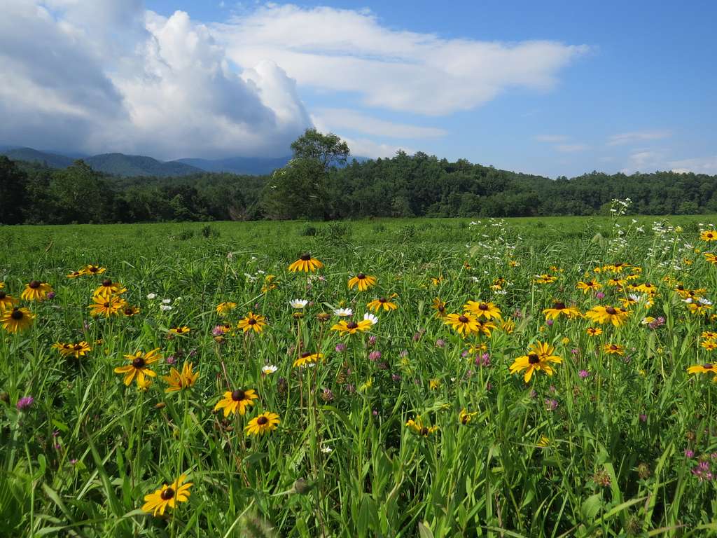 Wildflowers of Cades Cove: The Blooming Secret Locals Don’t Want You to Miss This Spring