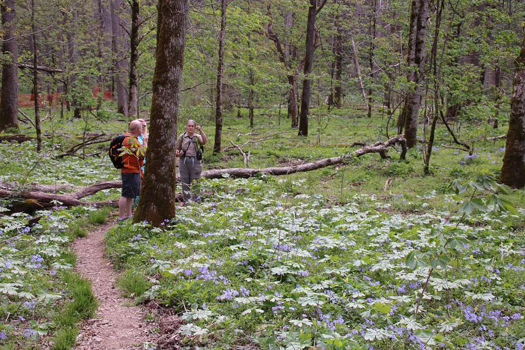 Spring in the Smokies: The Ultimate Wildflower Hike Guide 2 spring in the Smokies, wildflower hikes Smoky Mountains, best spring hikes Gatlinburg, Great Smoky Mountains wildflowers, Smokies spring photography