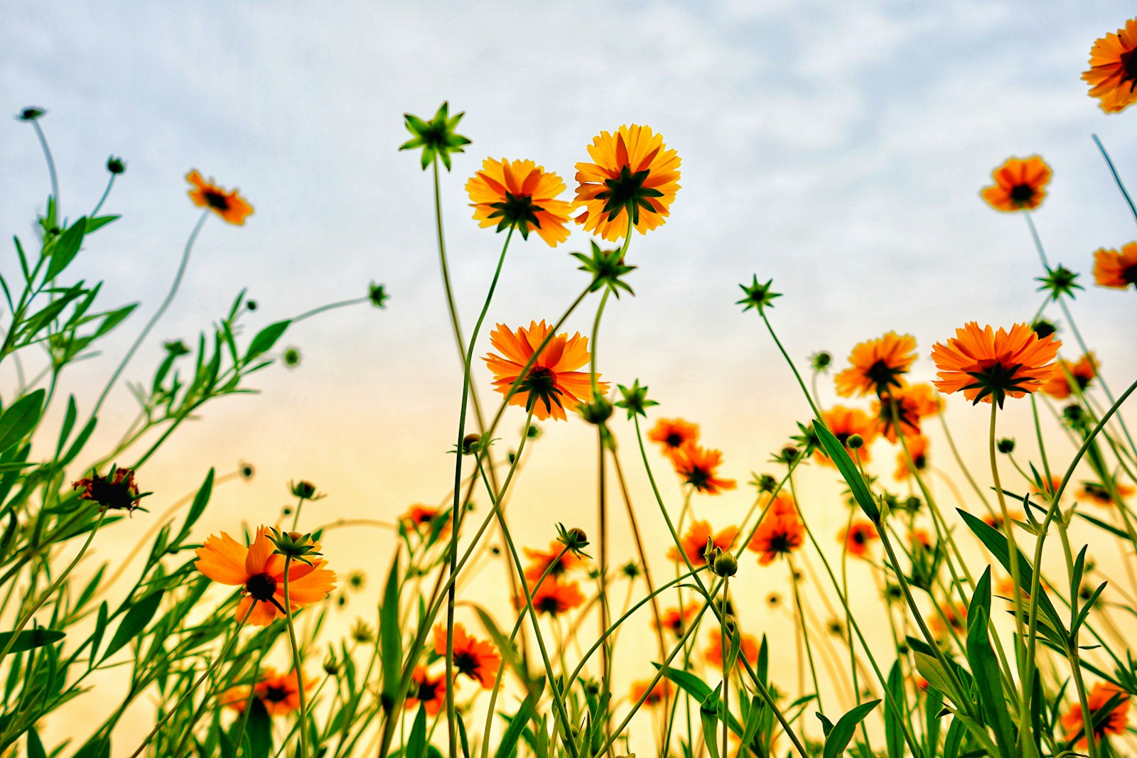 Spring in the Smokies: The Ultimate Wildflower Hike Guide