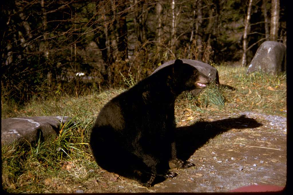 Smoky Mountain Wildlife: The Safest Way to Spot Bears and Elk 2 Smoky Mountain wildlife, bear safety Smoky Mountains, elk watching Gatlinburg, best wildlife hikes Smokies, wildlife viewing tips