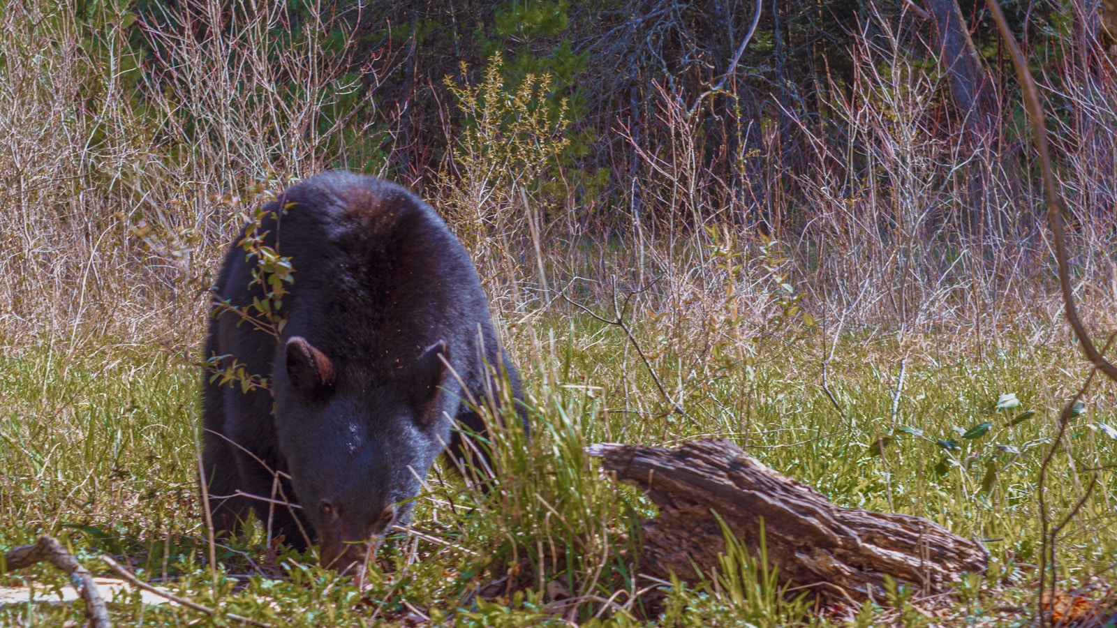 How to Spot Bears Safely: Tips from Experts – Bear Safety Gatlinburg
