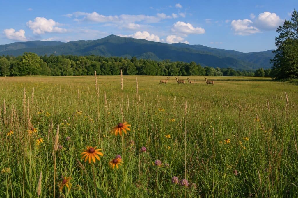 Wildflowers blooming in a Smoky Mountain meadow with a group of deer grazing beneath fresh green mountain ridges during spring near Gatlinburg Tennessee. As one of the many things to do in Gatlinburg in Spring