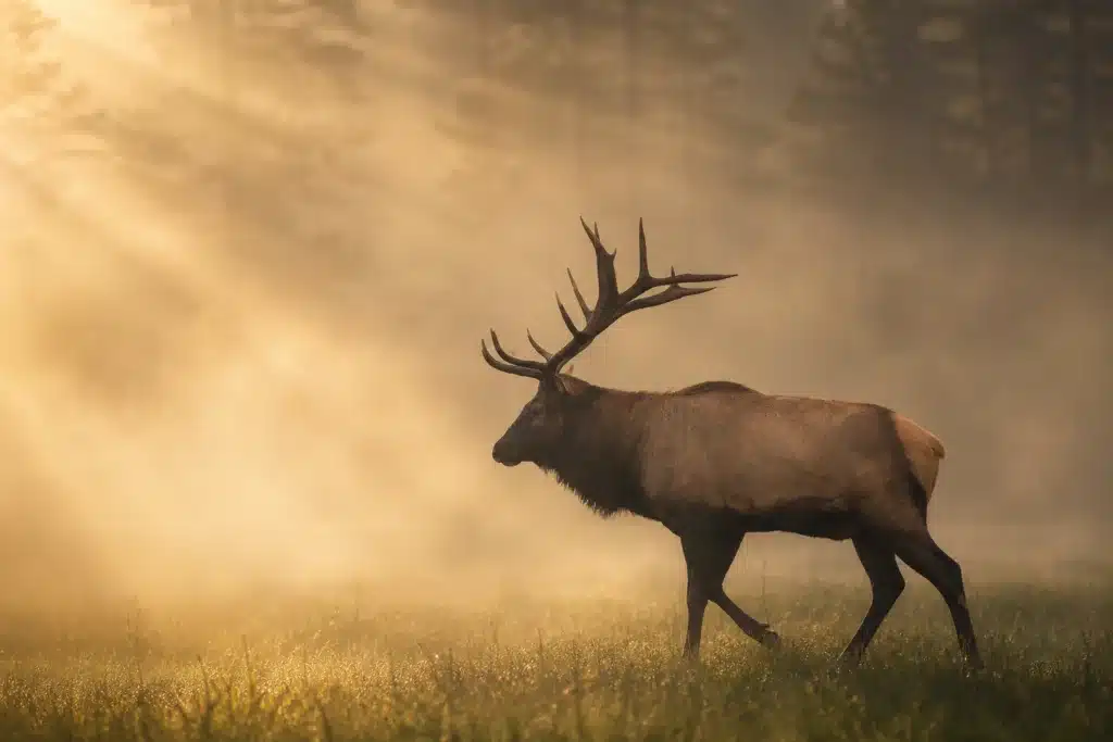 Secluded Cabins in Gatlinburg: Private Mountain Retreats Worth Booking 6 Bull elk walking through a misty meadow in the Great Smoky Mountains at sunrise