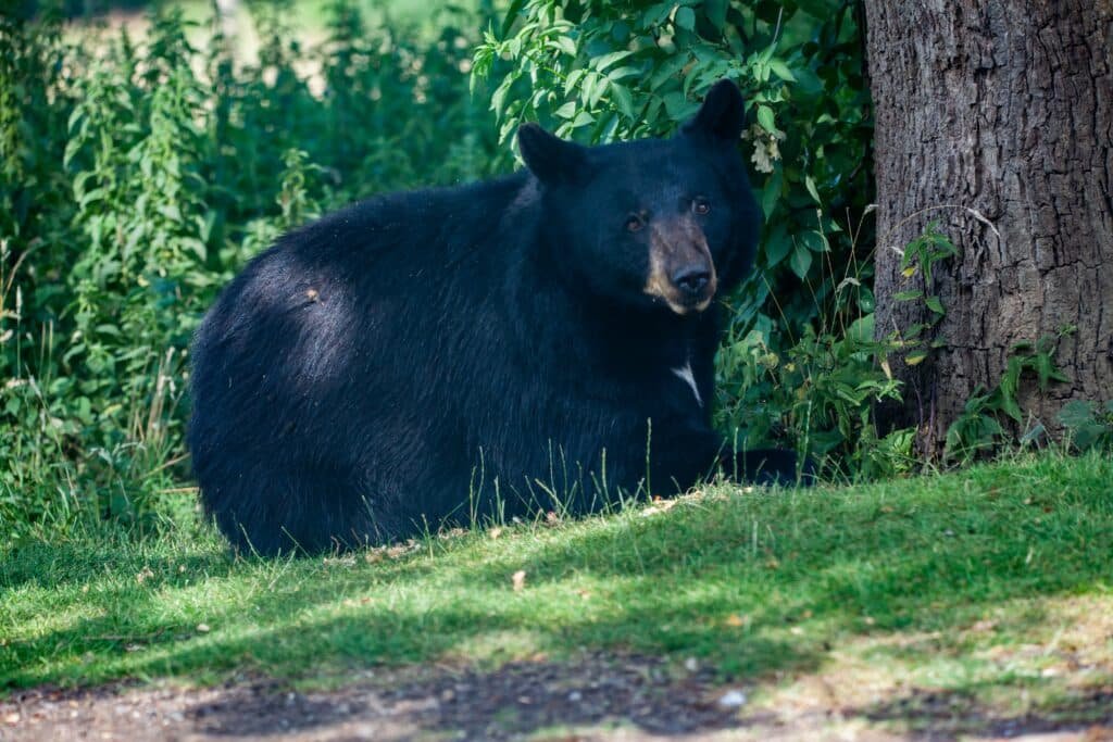 American black bear resting beside a tree at the edge of a wooded area
