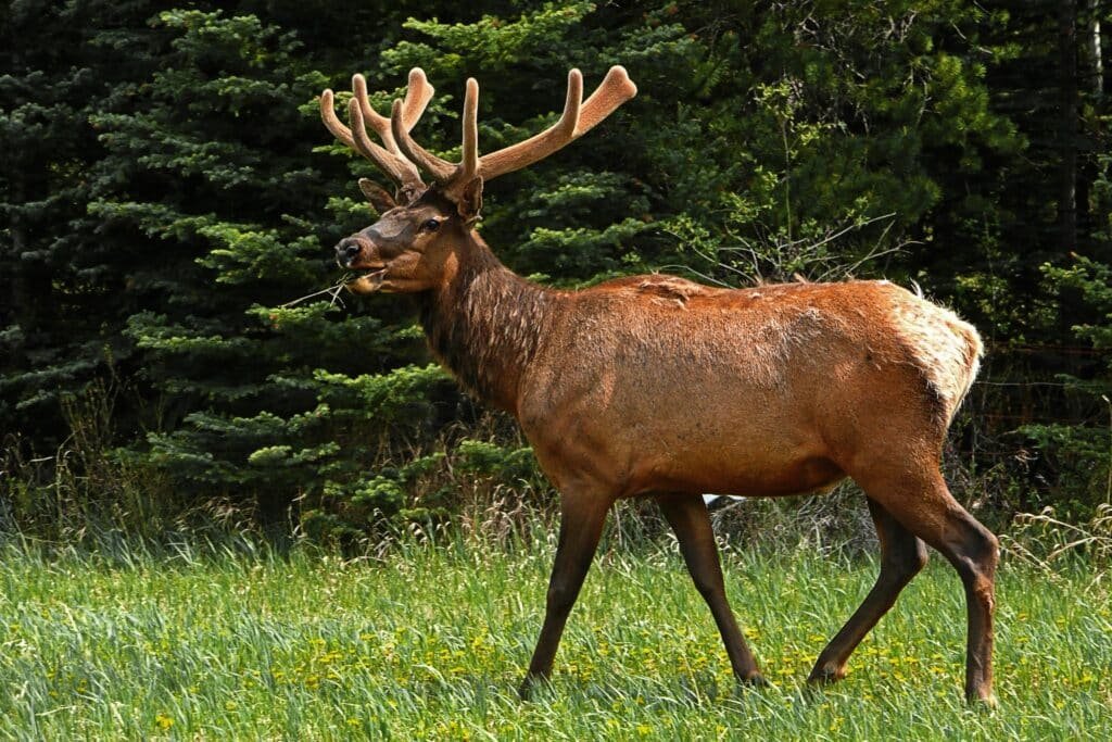 Bull elk with velvet-covered antlers standing along a forest edge