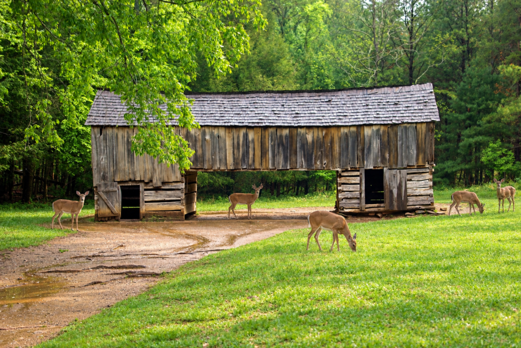 Wildlife in the Great Smoky Mountains: What You Can See and Where to Find It 7 White-tailed deer around a historic barn in Cades Cove in Great Smoky Mountains National Park