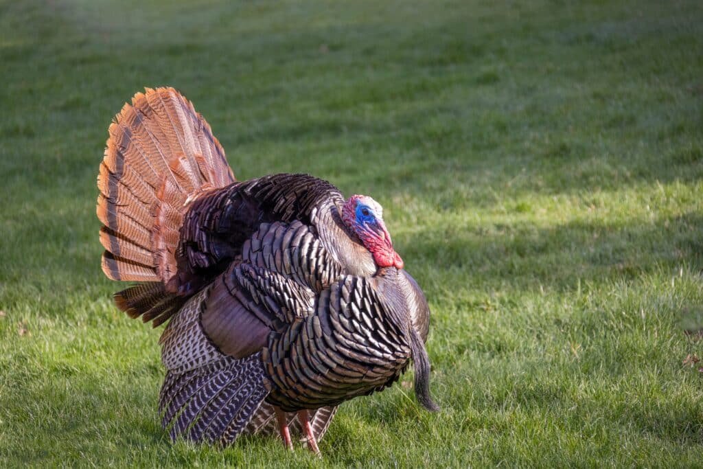 Wild turkey displaying its tail feathers while standing in a grassy field